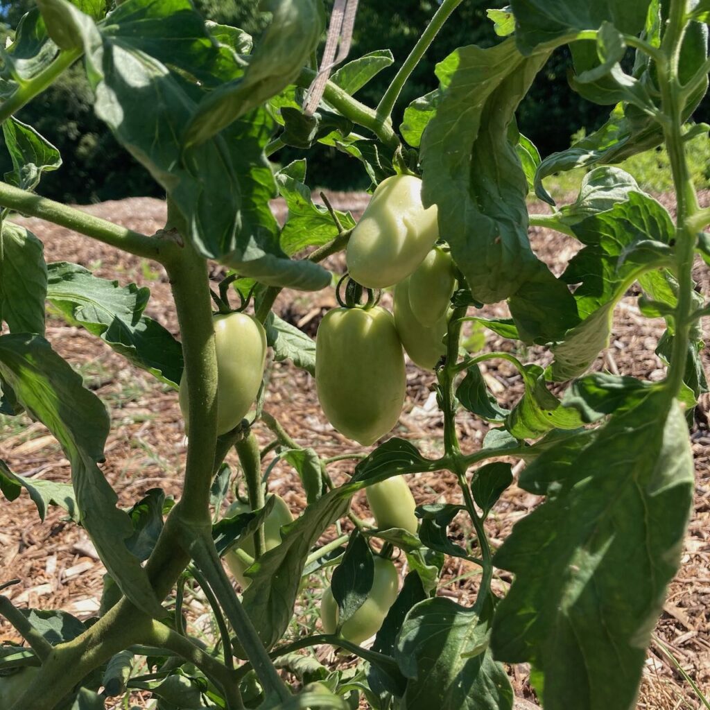 A Vegetable Garden Tour