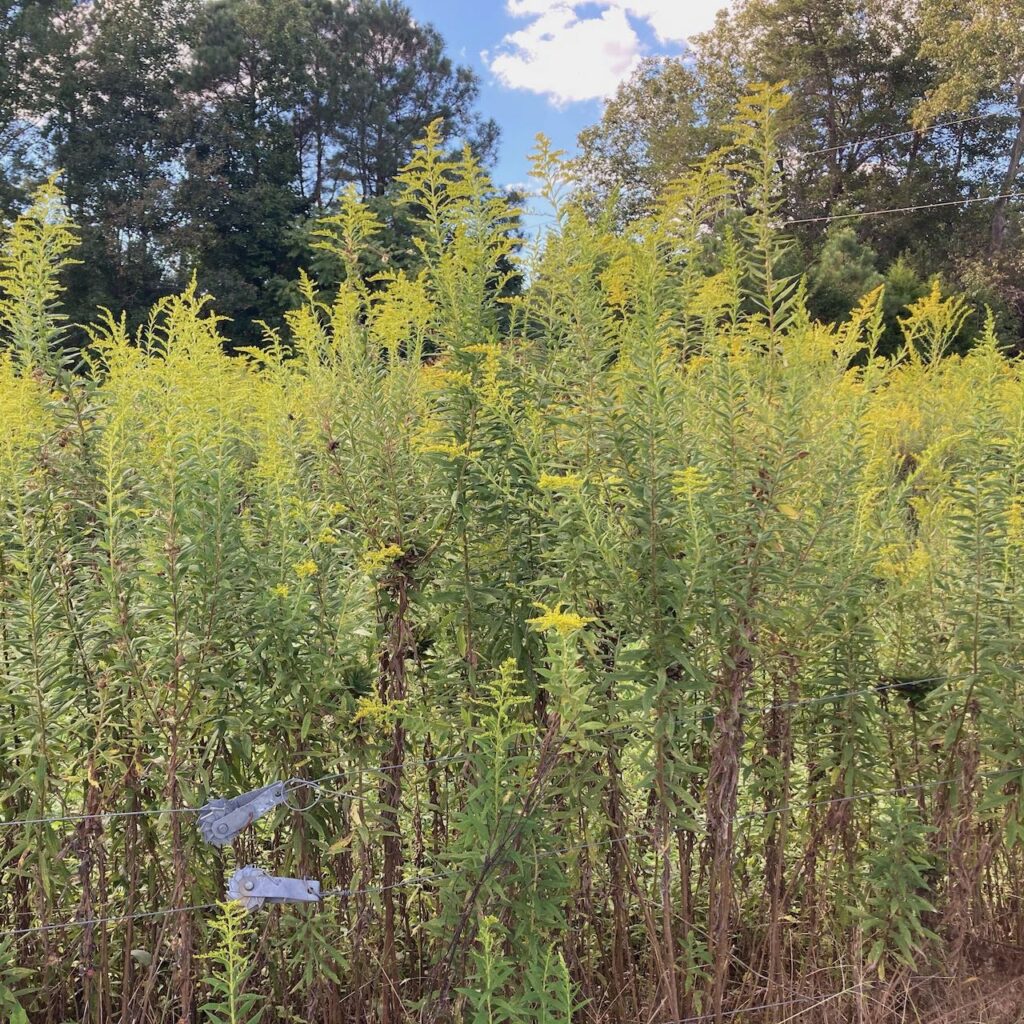 Decorating With Goldenrod